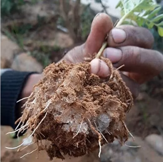 High Quality Potassium Based Soil Conditioner Polymer Hydrogel Sap Super Absorbent Polymer for Agriculture Factory Price